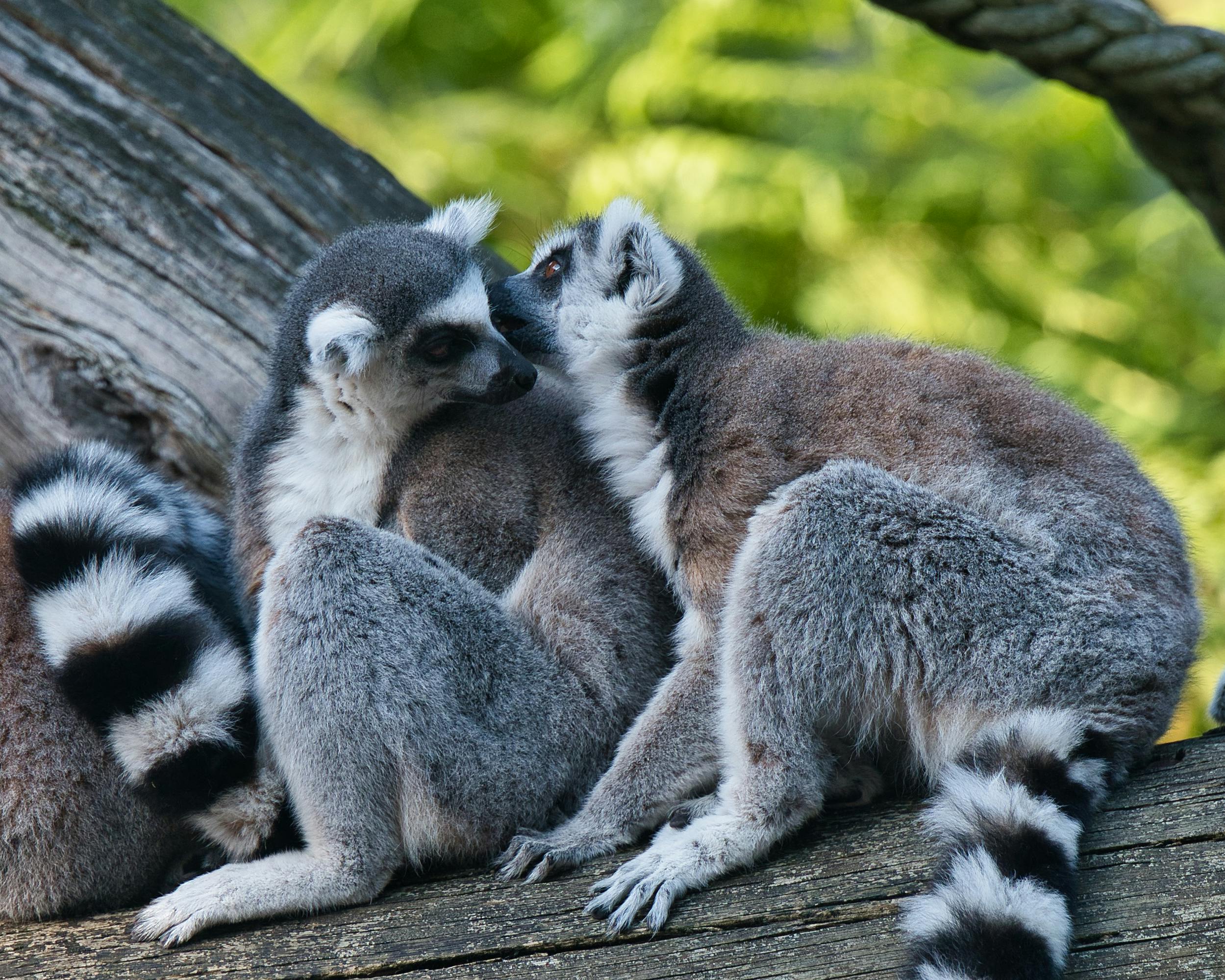 Sydney Travel Destinations Taronga Zoo