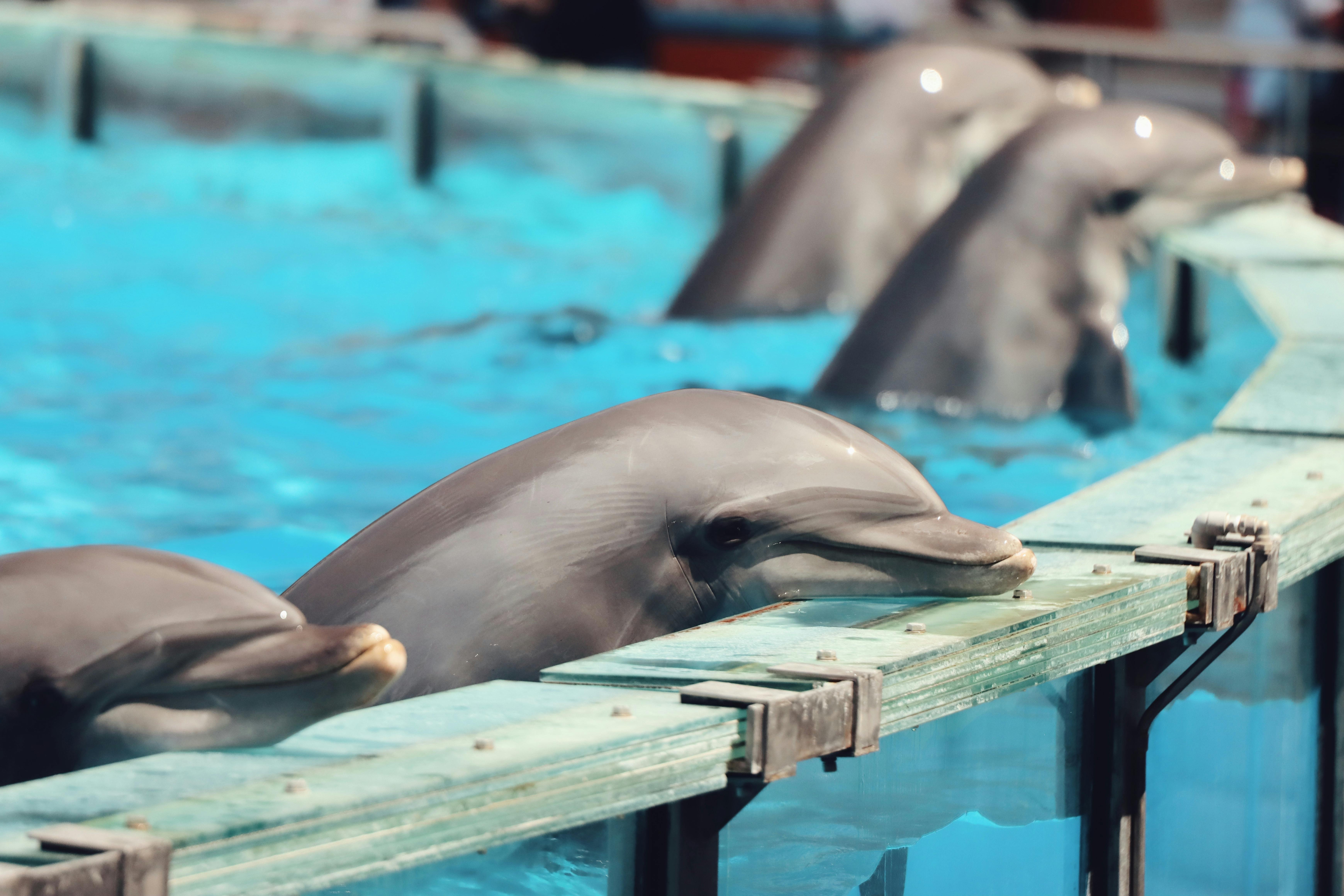 Lisbon Travel Guide Lisbon Oceanarium