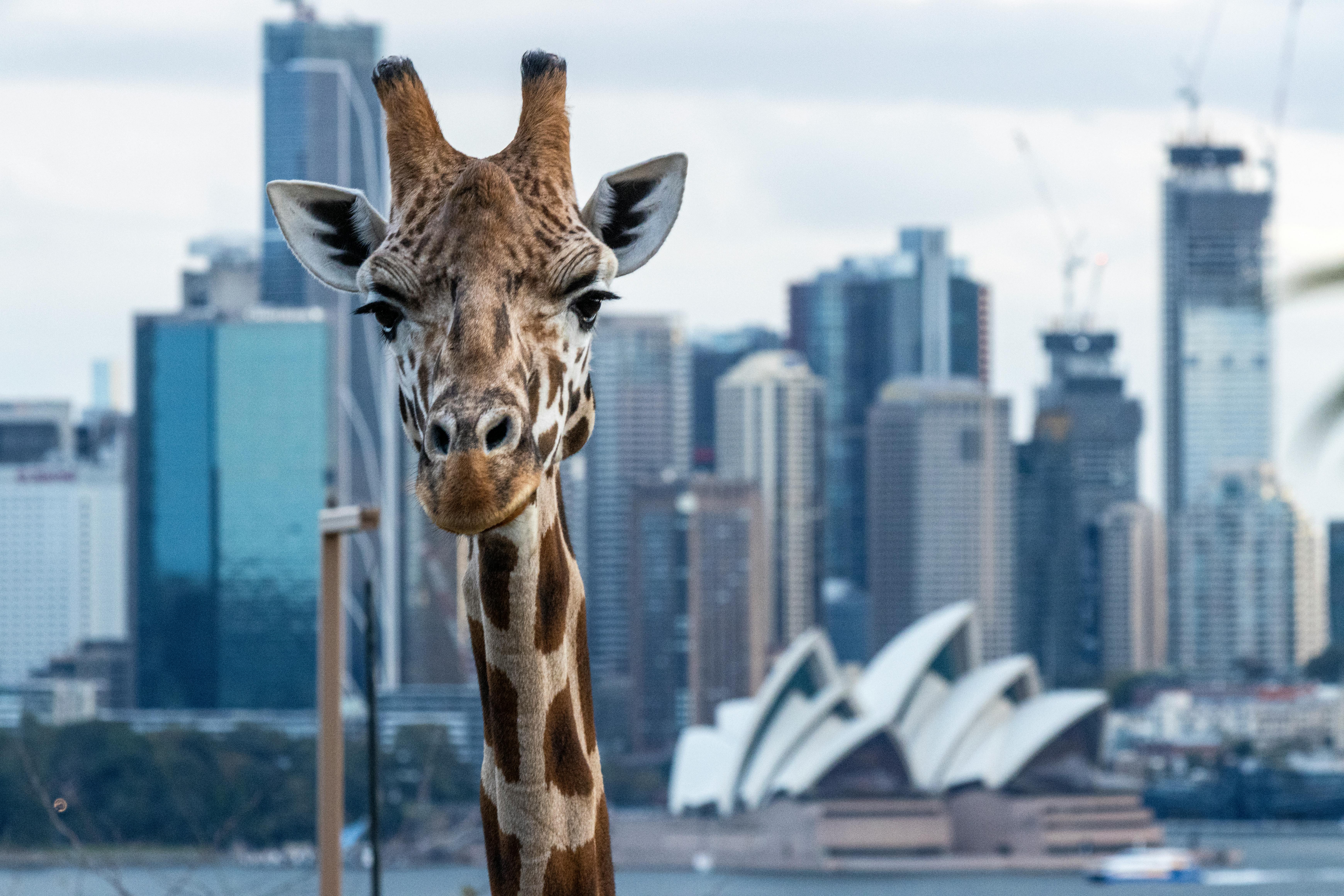 Top Travel Cities 2026 Sydney Opera House