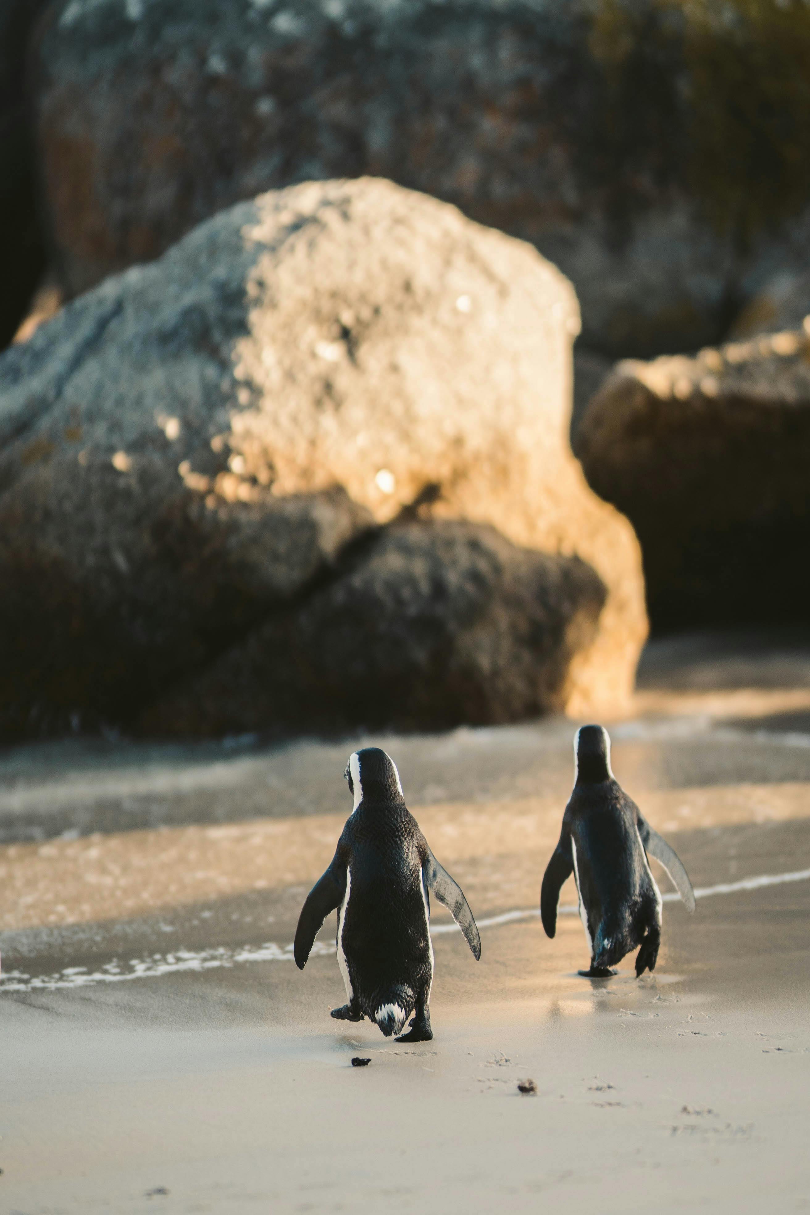 Two Oceans Aquarium